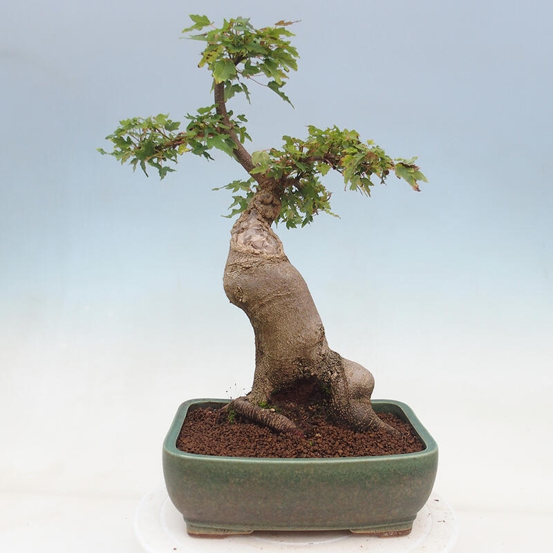 Outdoor bonsai - Maple Buergerianum - Burger Maple