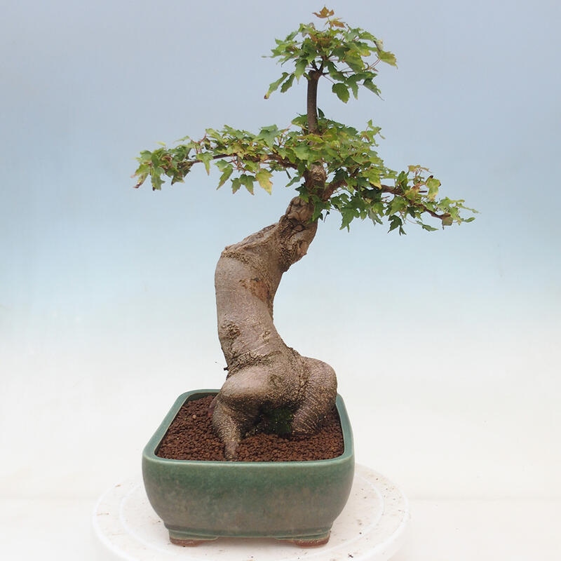 Outdoor bonsai - Maple Buergerianum - Burger Maple