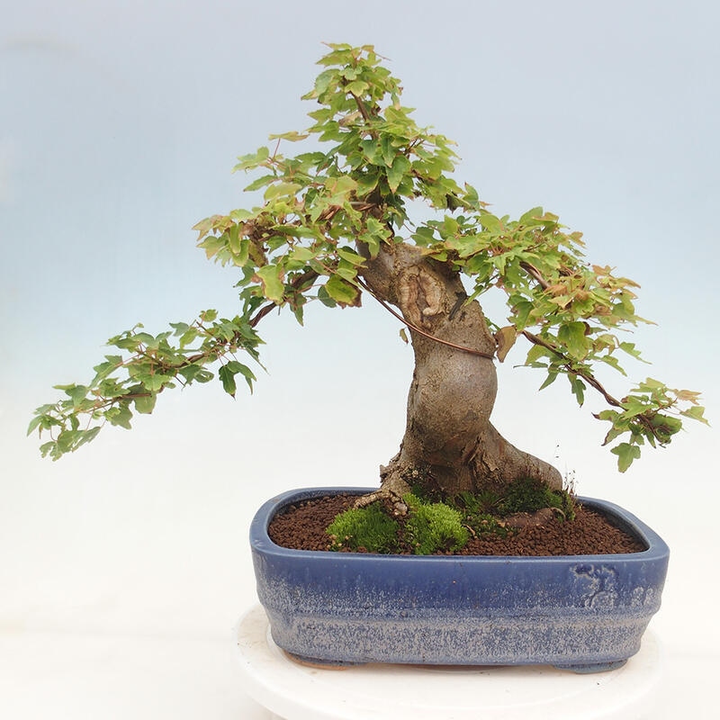 Outdoor bonsai - Maple Buergerianum - Burger Maple