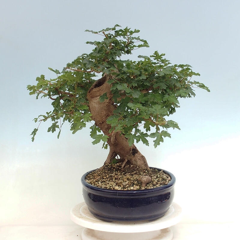 Outdoor-Bonsai - Acer Campestre - Baby-Ahorn