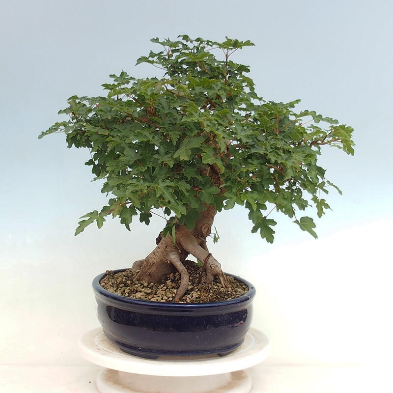 Outdoor-Bonsai - Acer Campestre - Baby-Ahorn