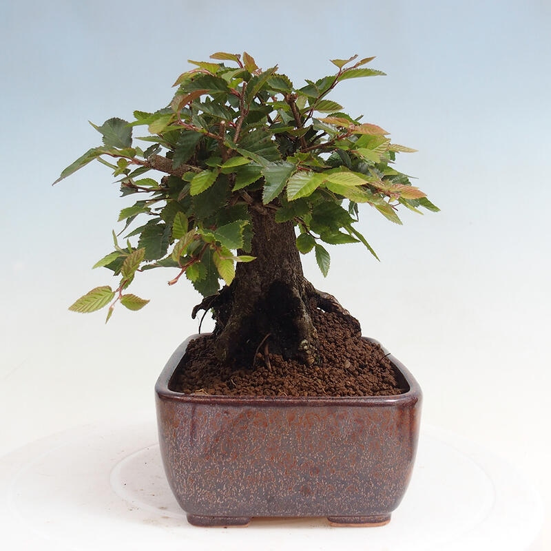 Na zewnątrz bonsai-Karpiny KARPINOWE - Koreański Grab