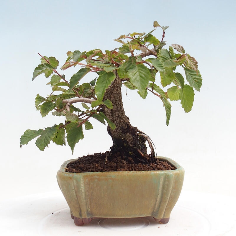 Na zewnątrz bonsai-Karpiny KARPINOWE - Koreański Grab