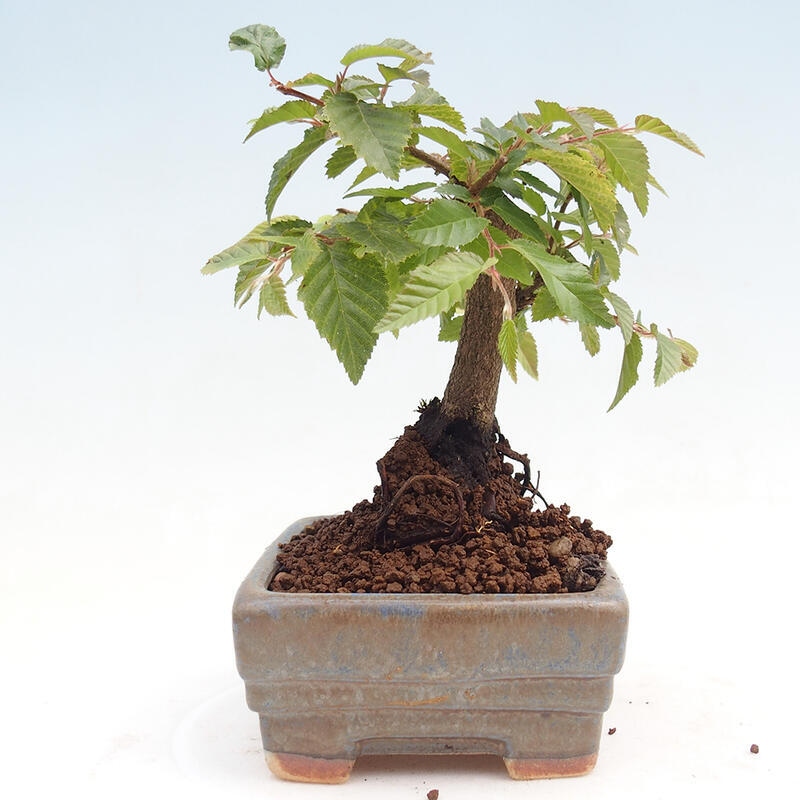 Na zewnątrz bonsai-Karpiny KARPINOWE - Koreański Grab