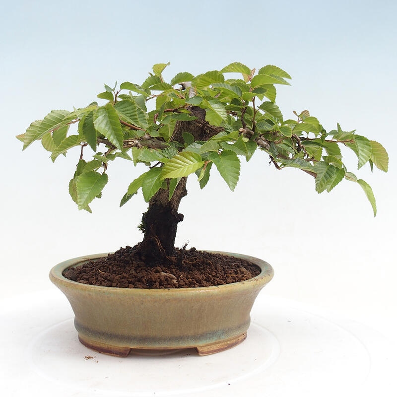 Na zewnątrz bonsai-Karpiny KARPINOWE - Koreański Grab