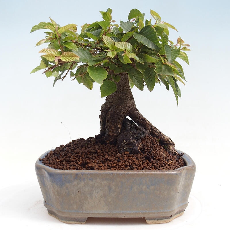 Na zewnątrz bonsai-Karpiny KARPINOWE - Koreański Grab