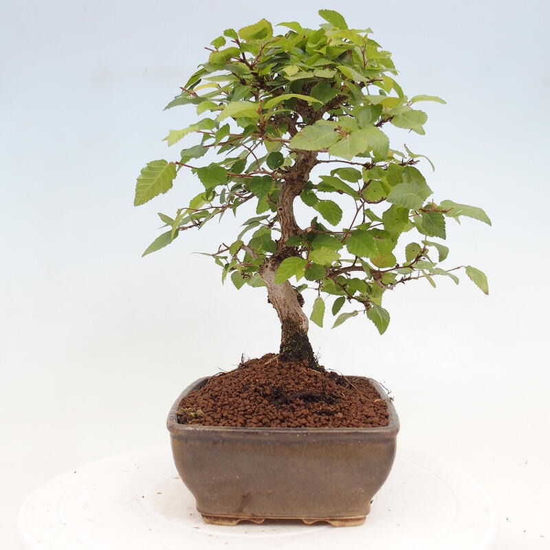 Bonsai zewnętrzne -Carpinus CARPINOIDES - grab koreański