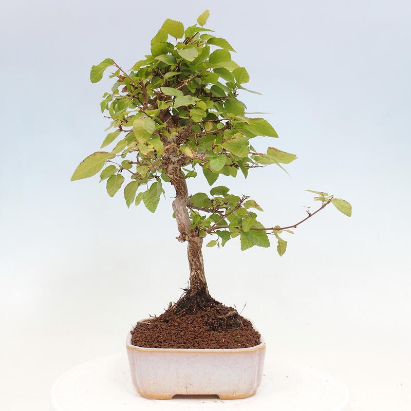 Bonsai zewnętrzne -Carpinus CARPINOIDES - grab koreański