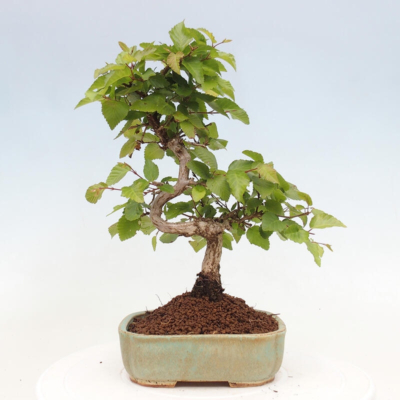 Bonsai ogrodowe - Carpinus CARPINOIDES - grab koreański