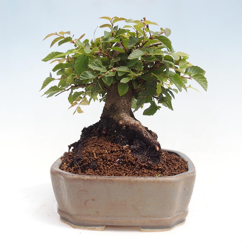 Na zewnątrz bonsai-Karpiny KARPINOWE - Koreański Grab