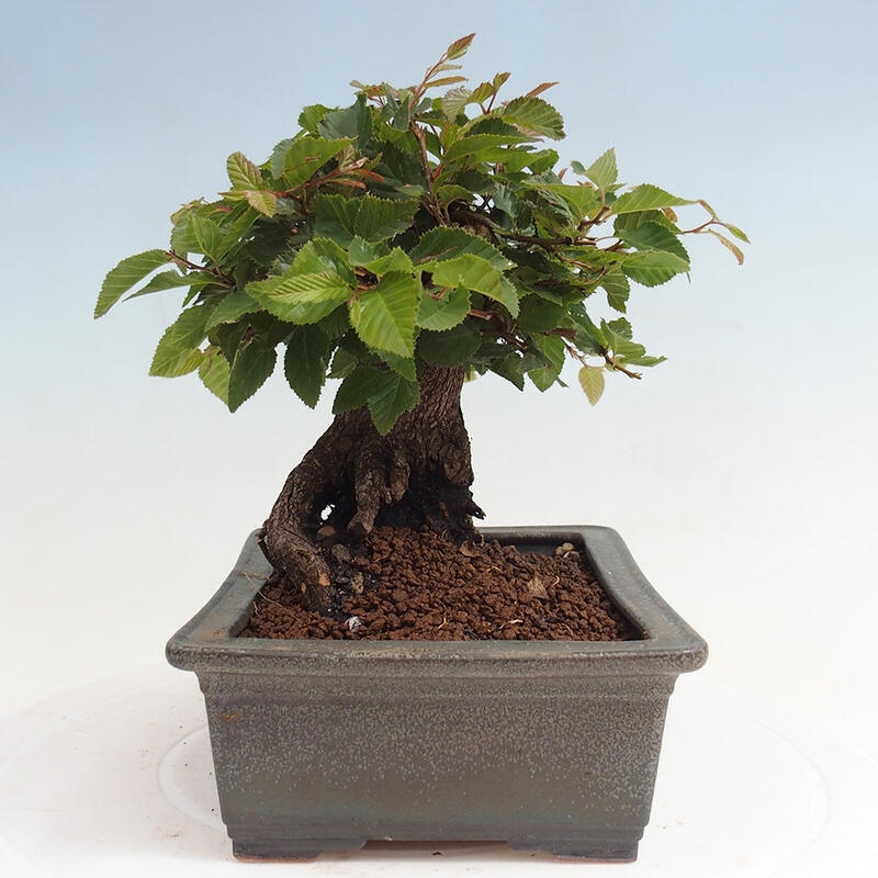 Na zewnątrz bonsai-Karpiny KARPINOWE - Koreański Grab