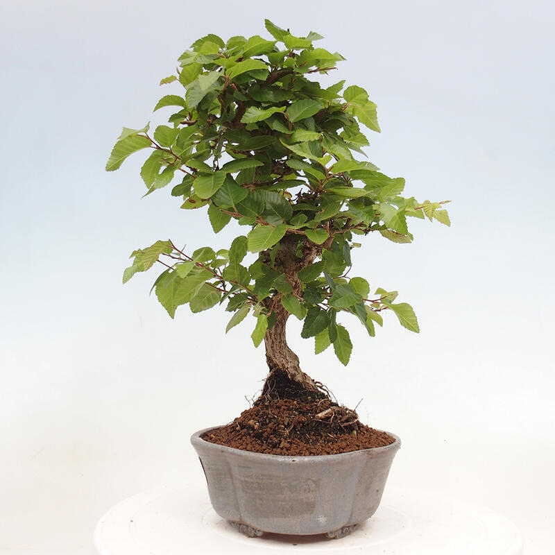 Bonsai ogrodowe - Carpinus CARPINOIDES - grab koreański