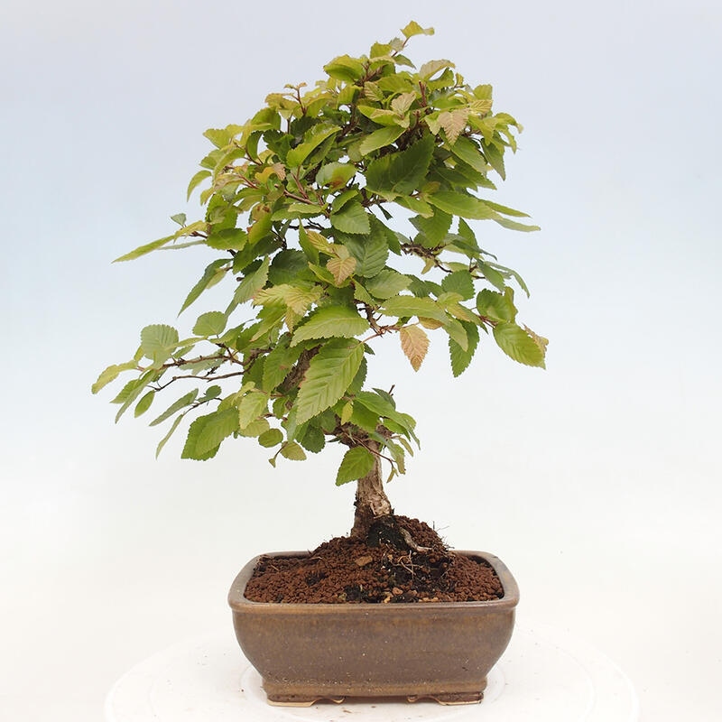 Bonsai zewnętrzne -Carpinus CARPINOIDES - grab koreański