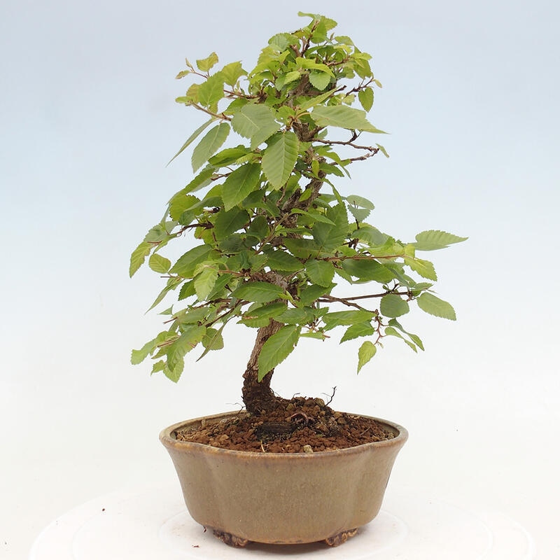 Bonsai ogrodowe - Carpinus CARPINOIDES - grab koreański