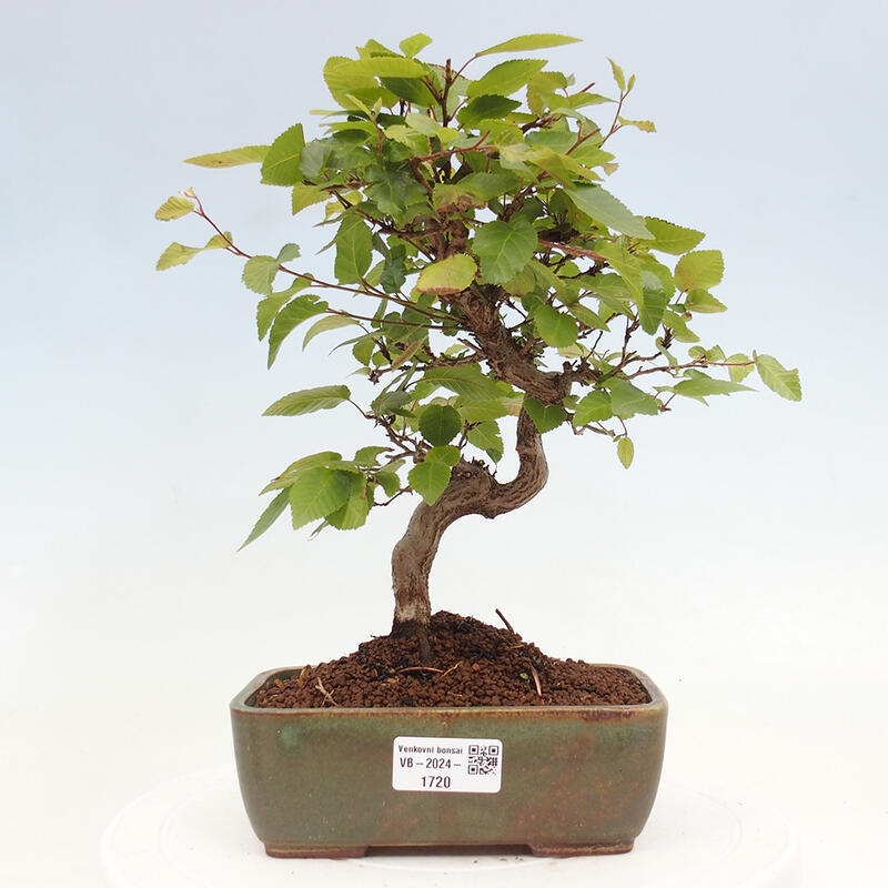 Bonsai zewnętrzne -Carpinus CARPINOIDES - grab koreański