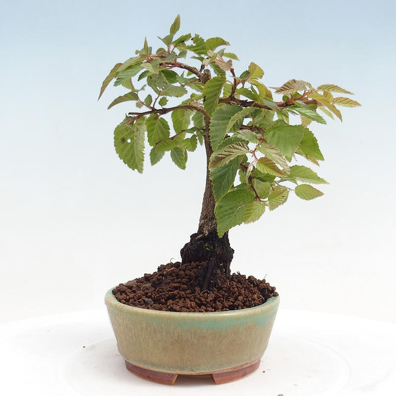 Na zewnątrz bonsai-Karpiny KARPINOWE - Koreański Grab