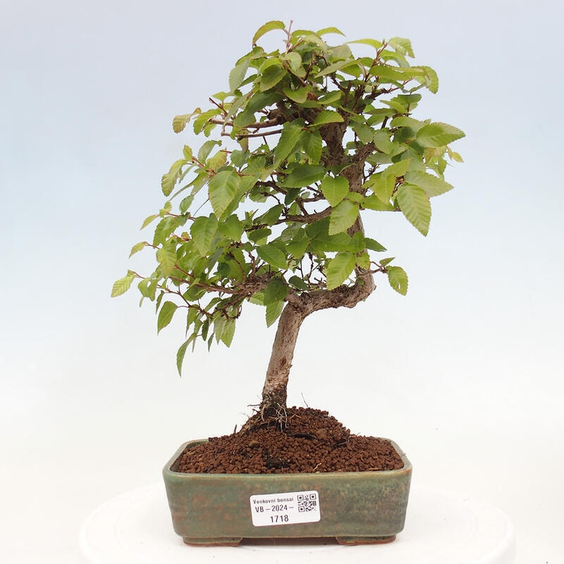 Bonsai zewnętrzne -Carpinus CARPINOIDES - grab koreański