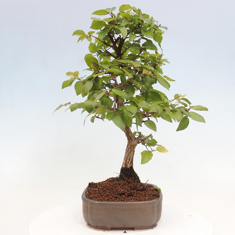 Bonsai zewnętrzne -Carpinus CARPINOIDES - grab koreański