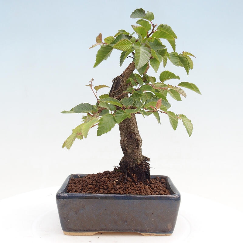 Na zewnątrz bonsai-Karpiny KARPINOWE - Koreański Grab