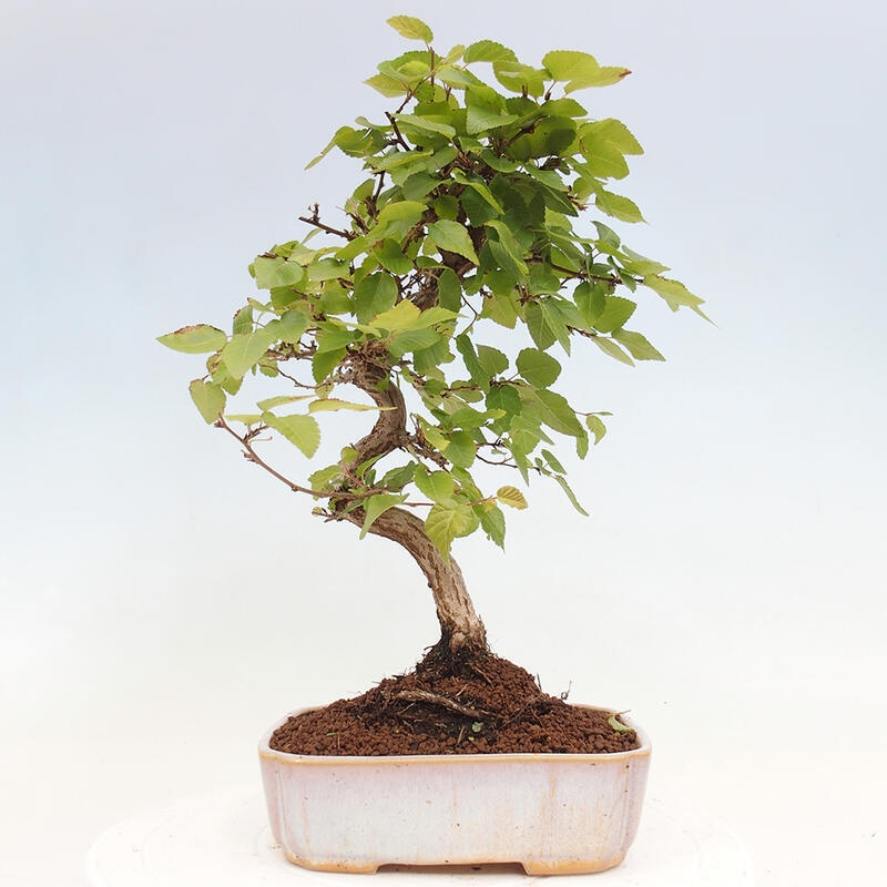 Bonsai zewnętrzne -Carpinus CARPINOIDES - grab koreański