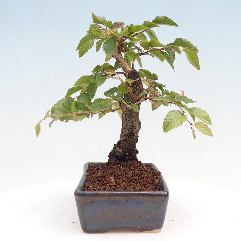 Na zewnątrz bonsai-Karpiny KARPINOWE - Koreański Grab