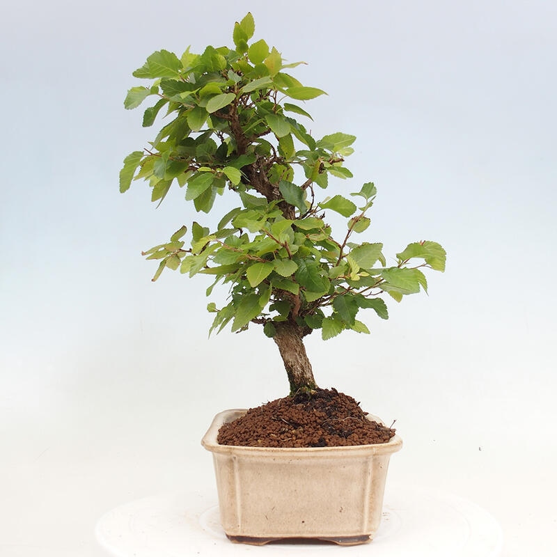 Bonsai zewnętrzne -Carpinus CARPINOIDES - grab koreański