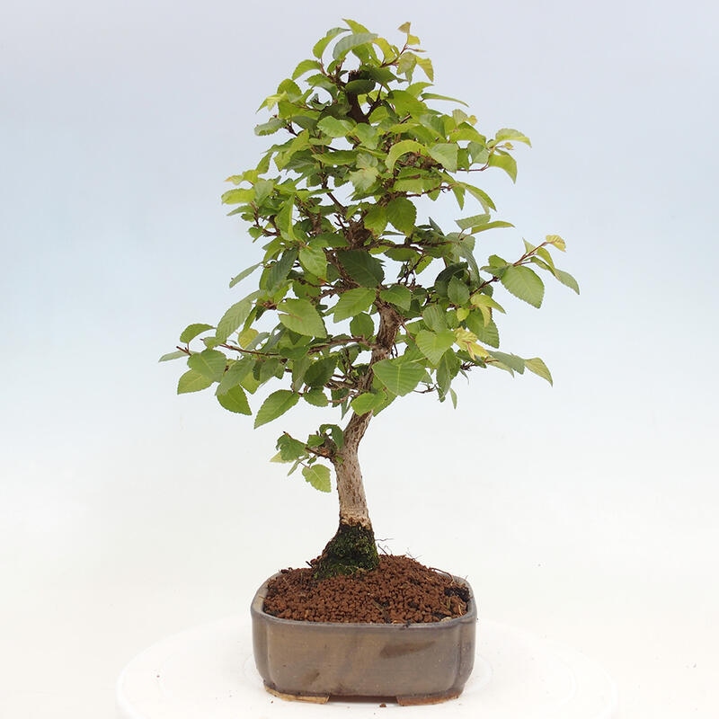 Bonsai zewnętrzne -Carpinus CARPINOIDES - grab koreański