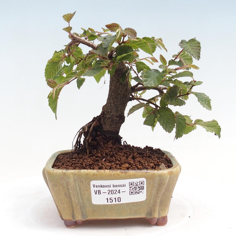 Na zewnątrz bonsai-Karpiny KARPINOWE - Koreański Grab