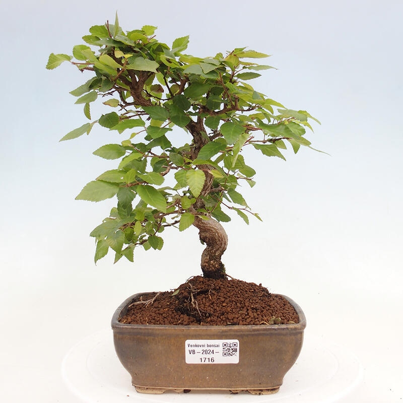 Bonsai zewnętrzne -Carpinus CARPINOIDES - grab koreański