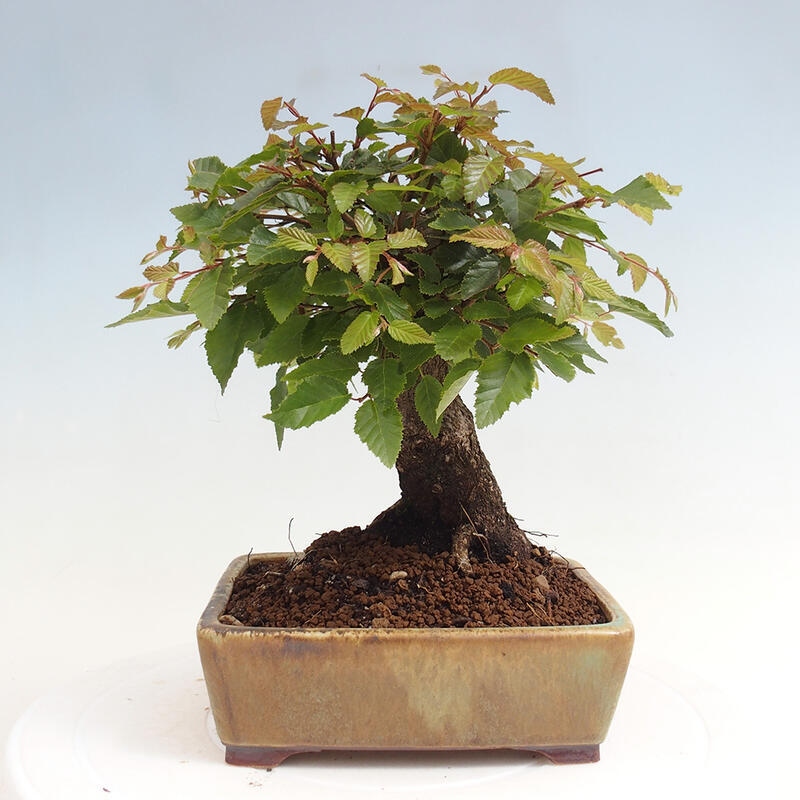 Na zewnątrz bonsai-Karpiny KARPINOWE - Koreański Grab