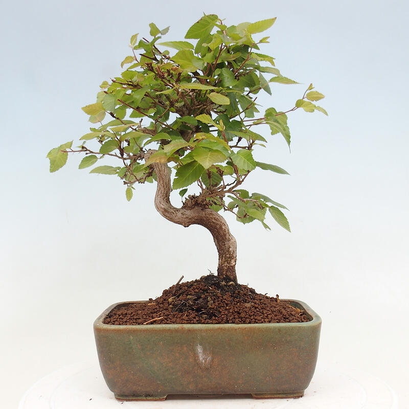 Bonsai zewnętrzne -Carpinus CARPINOIDES - grab koreański