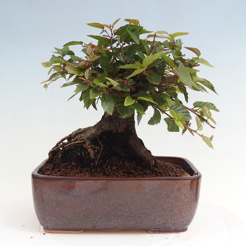 Na zewnątrz bonsai-Karpiny KARPINOWE - Koreański Grab