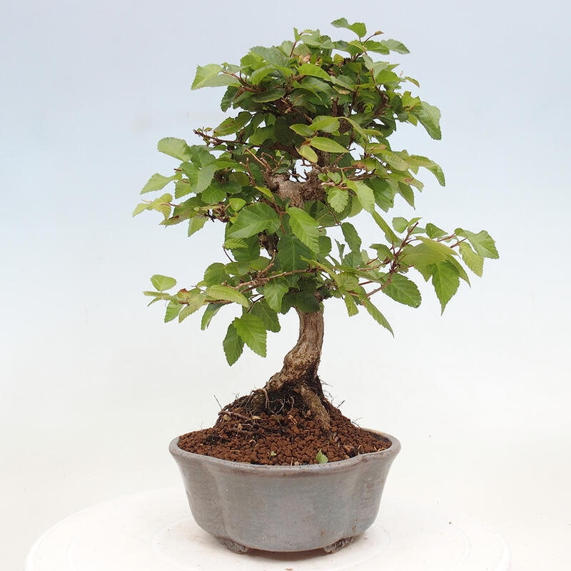 Bonsai ogrodowe - Carpinus CARPINOIDES - grab koreański