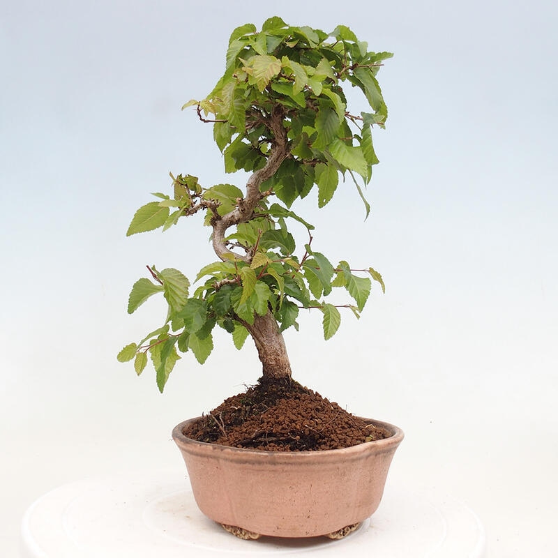 Bonsai zewnętrzne -Carpinus CARPINOIDES - grab koreański