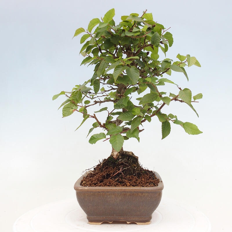 Bonsai ogrodowe - Carpinus CARPINOIDES - grab koreański