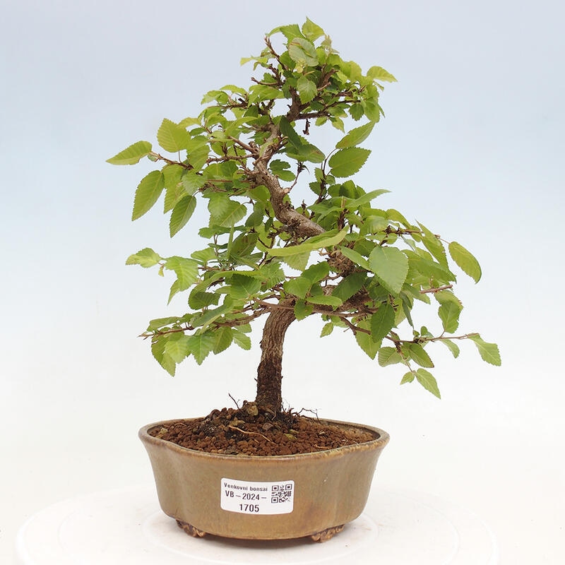 Bonsai ogrodowe - Carpinus CARPINOIDES - grab koreański