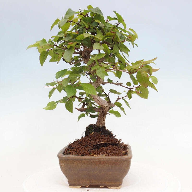 Bonsai ogrodowe - Carpinus CARPINOIDES - grab koreański