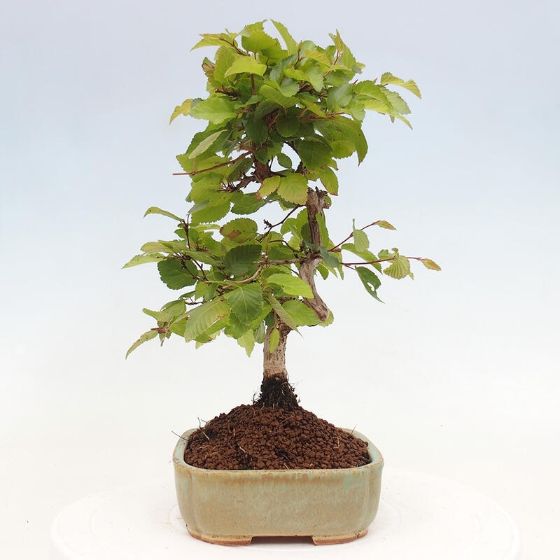 Bonsai ogrodowe - Carpinus CARPINOIDES - grab koreański