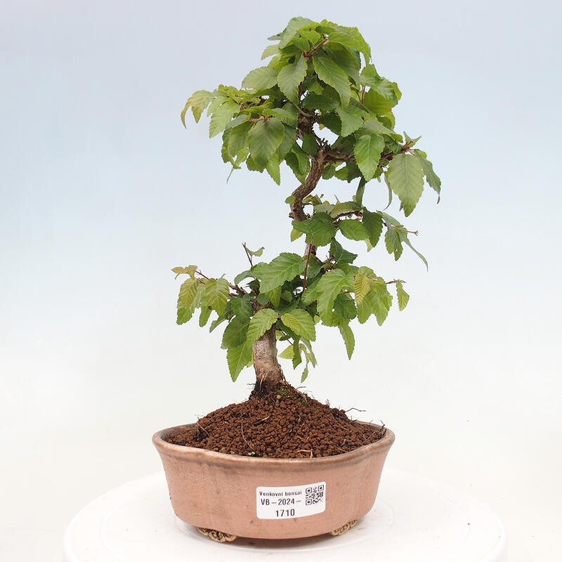 Bonsai zewnętrzne -Carpinus CARPINOIDES - grab koreański