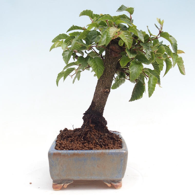 Na zewnątrz bonsai-Karpiny KARPINOWE - Koreański Grab