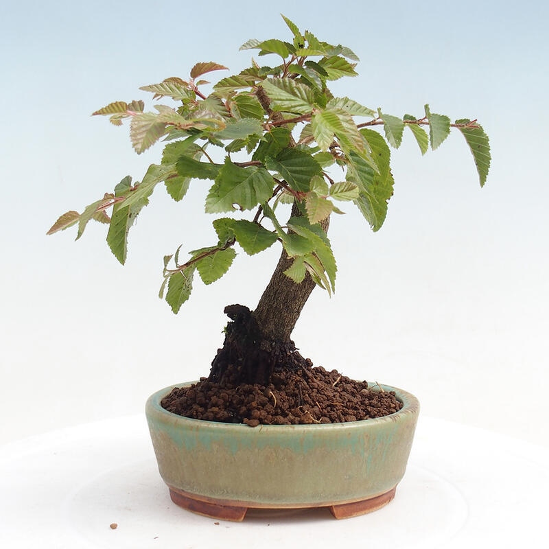 Na zewnątrz bonsai-Karpiny KARPINOWE - Koreański Grab