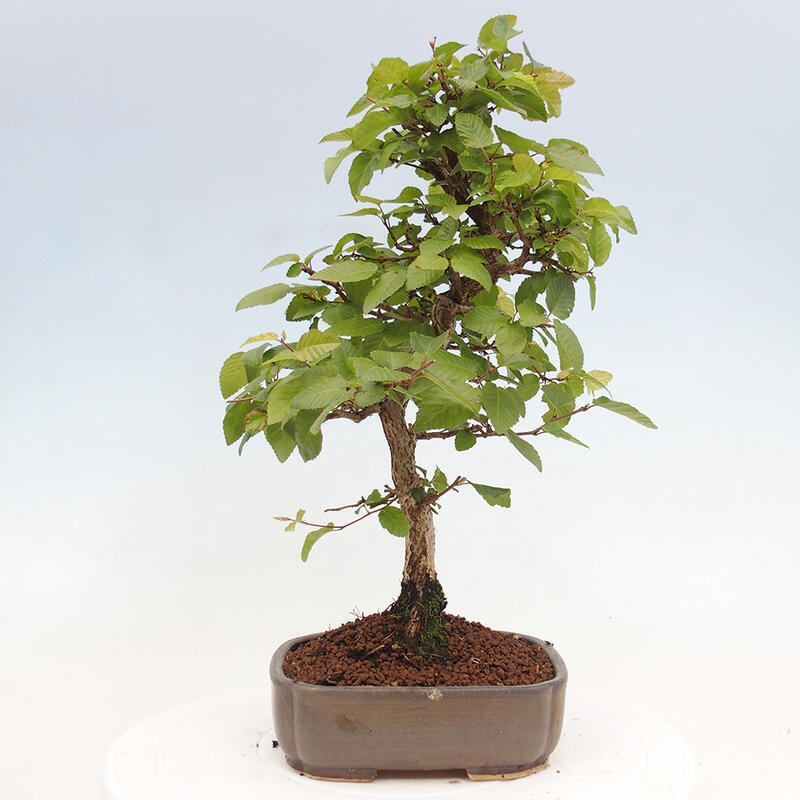 Bonsai zewnętrzne -Carpinus CARPINOIDES - grab koreański