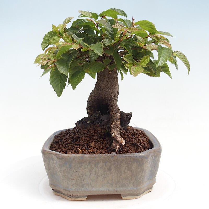 Na zewnątrz bonsai-Karpiny KARPINOWE - Koreański Grab