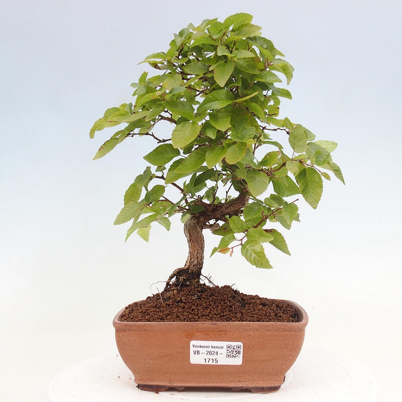 Bonsai zewnętrzne -Carpinus CARPINOIDES - grab koreański