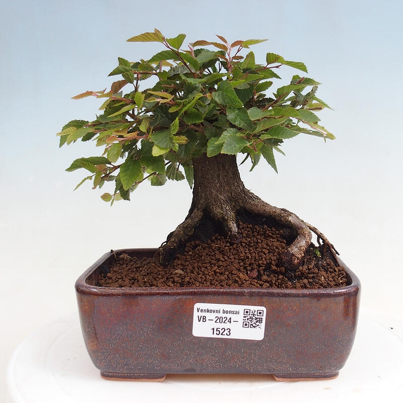 Na zewnątrz bonsai-Karpiny KARPINOWE - Koreański Grab