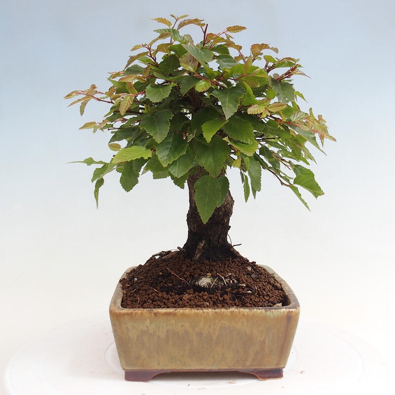 Na zewnątrz bonsai-Karpiny KARPINOWE - Koreański Grab