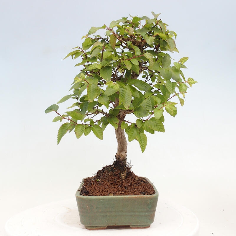 Bonsai zewnętrzne -Carpinus CARPINOIDES - grab koreański