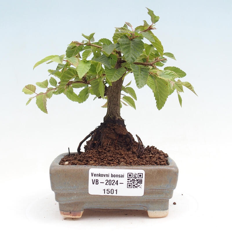 Na zewnątrz bonsai-Karpiny KARPINOWE - Koreański Grab