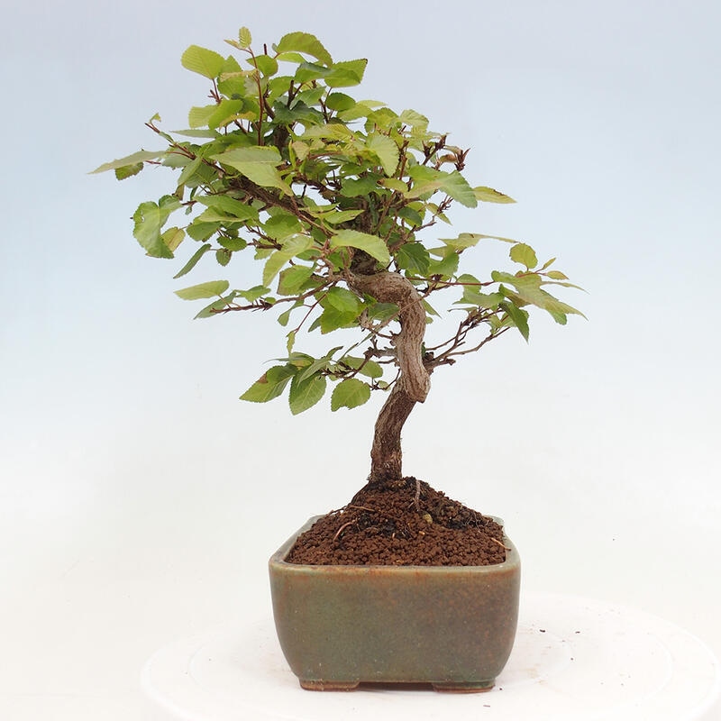 Bonsai zewnętrzne -Carpinus CARPINOIDES - grab koreański