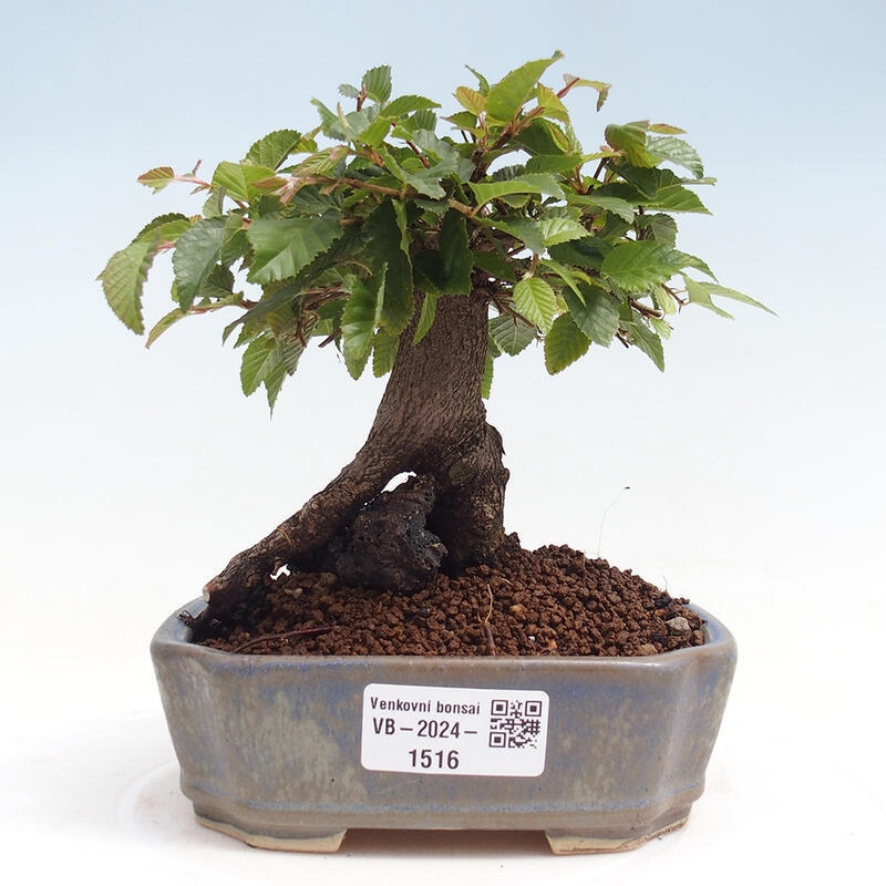 Na zewnątrz bonsai-Karpiny KARPINOWE - Koreański Grab